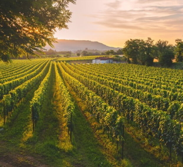 I vigneti del Lago di Garda